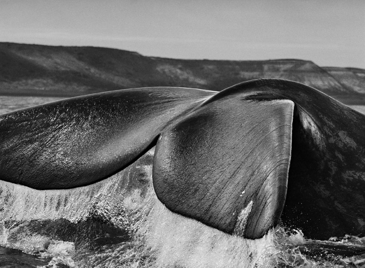 Penisola di Valdés (Argentina), 2004